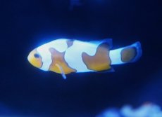 画像1: 【海水魚・クマノミ】【通販】【国内ブリード】ダヴィンチグラディエイターオセラリス(3セット)（±4cm）（サンプル画像）（生体）(海水魚) (1)