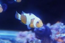 画像2: 【海水魚・クマノミ】【通販】【国内ブリード】ダヴィンチグラディエイターオセラリス(3セット)（±4cm）（サンプル画像）（生体）(海水魚) (2)