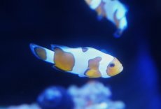 画像3: 【海水魚・クマノミ】【通販】【国内ブリード】ダヴィンチグラディエイターオセラリス(3セット)（±4cm）（サンプル画像）（生体）(海水魚) (3)