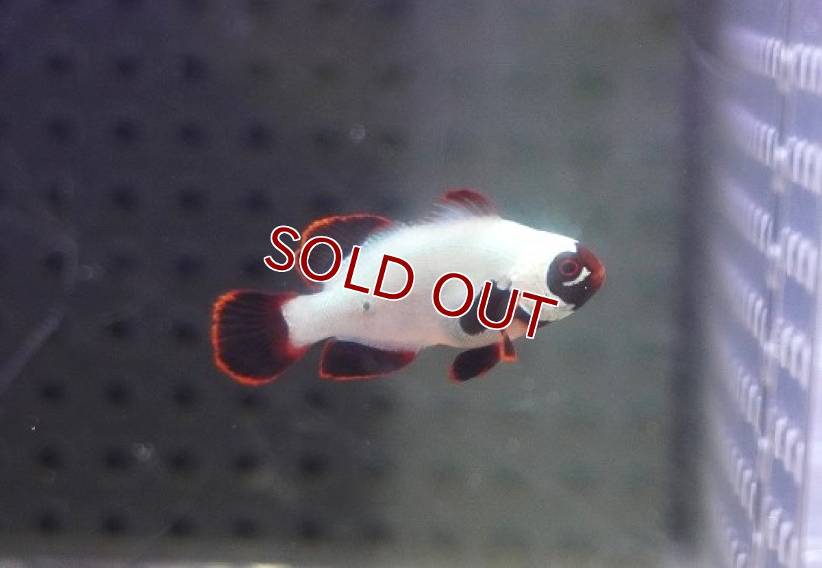 画像1: 【海水魚・クマノミ】【通販】プラチナマロンクラウンフィッシュ(1匹)（±3-3.5cm）（サンプル画像）（生体）(海水魚) (1)