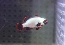 画像1: 【海水魚・クマノミ】【通販】プラチナマロンクラウンフィッシュ(1匹)（±3-3.5cm）（サンプル画像）（生体）(海水魚) (1)