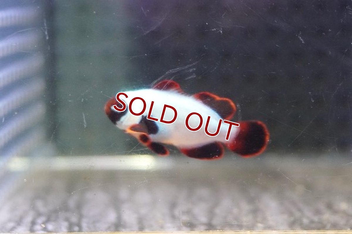 画像2: 【海水魚・クマノミ】【通販】プラチナマロンクラウンフィッシュ(1匹)（±3-3.5cm）（サンプル画像）（生体）(海水魚) (2)