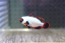 画像2: 【海水魚・クマノミ】【通販】プラチナマロンクラウンフィッシュ(1匹)（±3-3.5cm）（サンプル画像）（生体）(海水魚) (2)