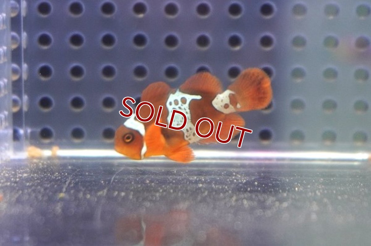画像1: 【海水魚・クマノミ】【通販】ライトニングマロンクラウンフィッシュ(1匹)（±3-3.5cm）（サンプル画像）（生体）(海水魚) (1)