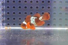 画像1: 【海水魚・クマノミ】【通販】ライトニングマロンクラウンフィッシュ(1匹)（±3-3.5cm）（サンプル画像）（生体）(海水魚) (1)