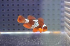 画像2: 【海水魚・クマノミ】【通販】ライトニングマロンクラウンフィッシュ(1匹)（±3-3.5cm）（サンプル画像）（生体）(海水魚) (2)