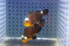 画像1: 【海水魚・クマノミ】【通販】ドミノクラウンフィッシュ(1匹)（±4-4.5cm）（サンプル画像）（生体）(海水魚) (1)