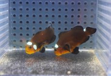 画像2: 【海水魚・クマノミ】【通販】ドミノクラウンフィッシュ(1匹)（±4-4.5cm）（サンプル画像）（生体）(海水魚) (2)