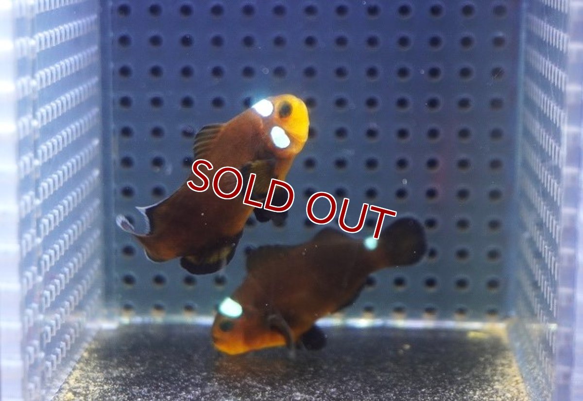 画像3: 【海水魚・クマノミ】【通販】ドミノクラウンフィッシュ(1匹)（±4-4.5cm）（サンプル画像）（生体）(海水魚) (3)