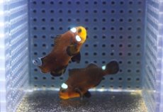 画像3: 【海水魚・クマノミ】【通販】ドミノクラウンフィッシュ(1匹)（±4-4.5cm）（サンプル画像）（生体）(海水魚) (3)