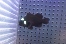 画像1: 【海水魚・クマノミ】【通販】ドミノクラウンフィッシュ（Sグレード）(1匹)（±4-4.5cm）（サンプル画像）（生体）(海水魚) (1)