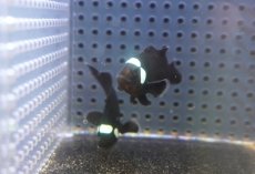 画像2: 【海水魚・クマノミ】【通販】ドミノクラウンフィッシュ（Sグレード）(1匹)（±4-4.5cm）（サンプル画像）（生体）(海水魚) (2)