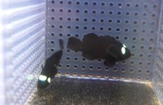 画像3: 【海水魚・クマノミ】【通販】ドミノクラウンフィッシュ（Sグレード）(1匹)（±4-4.5cm）（サンプル画像）（生体）(海水魚) (3)
