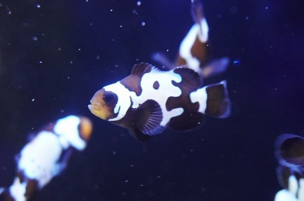 海水魚・クマノミ】【通販】ブラックアイスクラウンフィッシュ(1匹