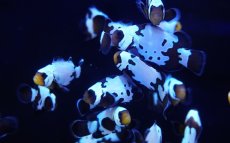 画像4: 【海水魚・クマノミ】【通販】ブラックアイスクラウンフィッシュ(1匹)（±4-4.5cm）（サンプル画像）（生体）(海水魚) (4)