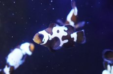 画像1: 【海水魚・クマノミ】【通販】ブラックアイスクラウンフィッシュ(3匹セット)（±4-4.5cm）（サンプル画像）（生体）(海水魚) (1)