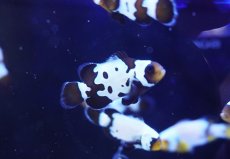 画像2: 【海水魚・クマノミ】【通販】ブラックアイスクラウンフィッシュ(3匹セット)（±4-4.5cm）（サンプル画像）（生体）(海水魚) (2)