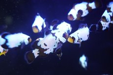画像3: 【海水魚・クマノミ】【通販】ブラックアイスクラウンフィッシュ(3匹セット)（±4-4.5cm）（サンプル画像）（生体）(海水魚) (3)