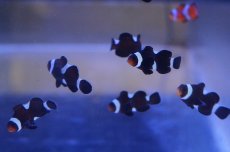 画像1: 【海水魚・クマノミ】【通販】イレギュラーバンド ブラックオセラリス  (1匹)±2.5-3cm(サンプル画像）（生体）(海水魚)（サンゴ） (1)