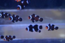 画像2: 【海水魚・クマノミ】イレギュラーバンド ブラックオセラリス  (1匹)±2.5-3cm(サンプル画像）（生体）(海水魚)（サンゴ） (2)