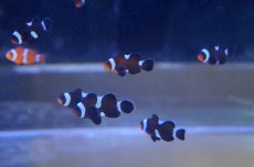 画像3: 【海水魚・クマノミ】【通販】イレギュラーバンド ブラックオセラリス  (1匹)±2.5-3cm(サンプル画像）（生体）(海水魚)（サンゴ） (3)