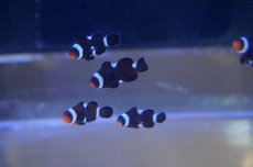 画像4: 【海水魚・クマノミ】イレギュラーバンド ブラックオセラリス  (1匹)±2.5-3cm(サンプル画像）（生体）(海水魚)（サンゴ） (4)