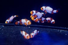 画像1: 【海水魚・クマノミ】【通販】ブラックボーダースノーフレーク（3匹）±3-3.5ｃｍ(サンプル画像）（生体）(海水魚)（サンゴ） (1)