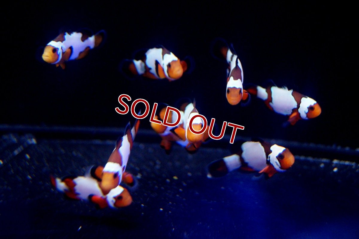 画像2: 【海水魚・クマノミ】ブラックボーダースノーフレーク（3匹）±3-3.5ｃｍ(サンプル画像）（生体）(海水魚)（サンゴ） (2)