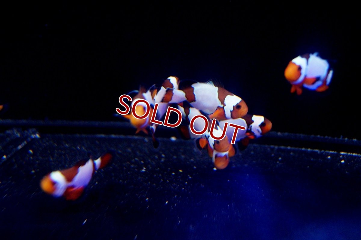 画像3: 【海水魚・クマノミ】ブラックボーダースノーフレーク（3匹）±3-3.5ｃｍ(サンプル画像）（生体）(海水魚)（サンゴ） (3)