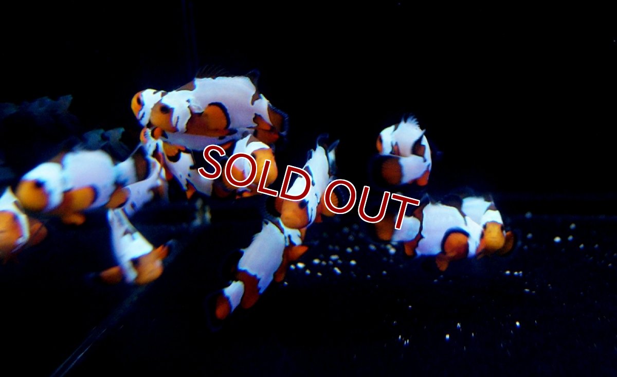 画像2: 【海水魚・クマノミ】ブラックボーダースノーフレーク（Aグレード） （3匹）±4-5cm(サンプル画像）（生体）(海水魚)（サンゴ） (2)