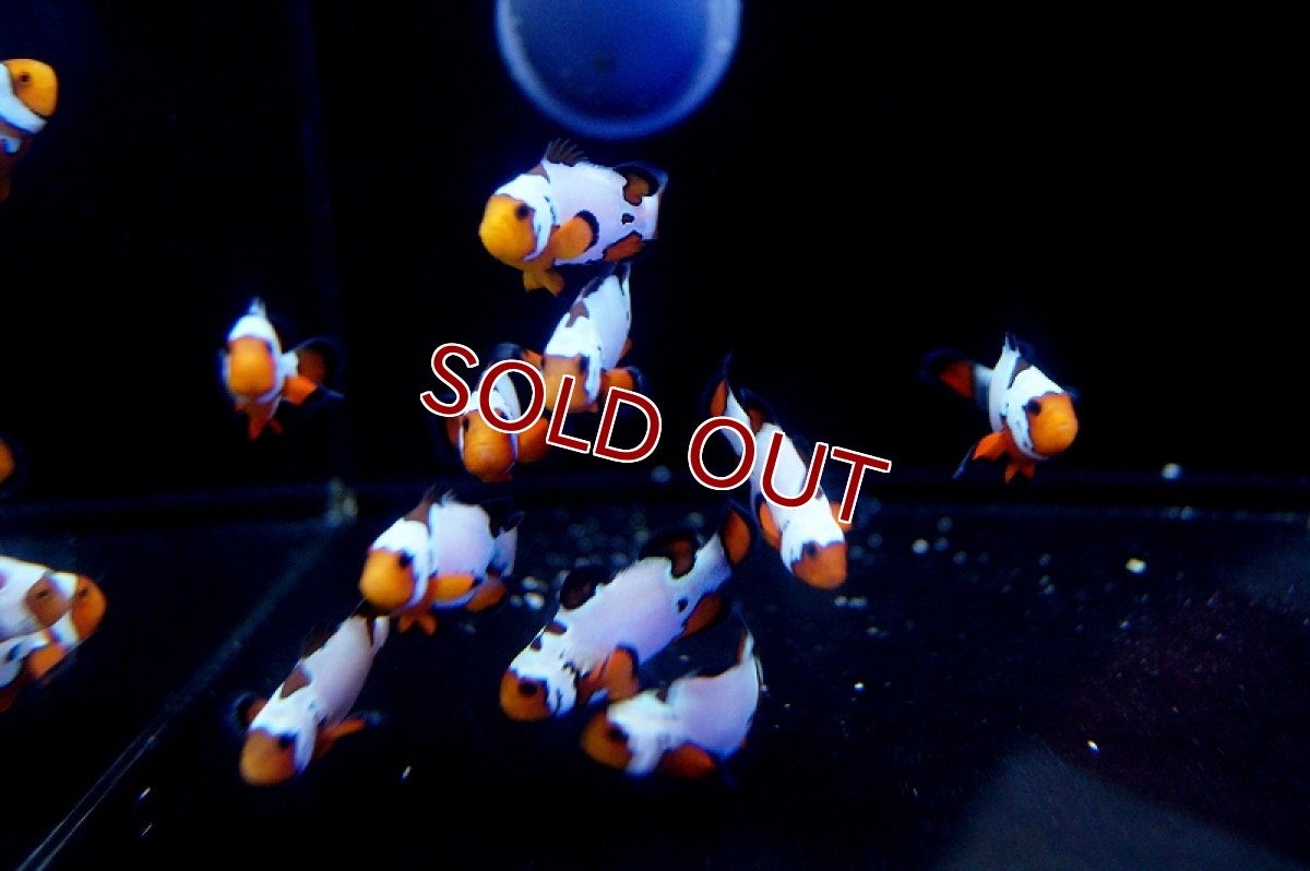 画像3: 【海水魚・クマノミ】ブラックボーダースノーフレーク（Aグレード） （3匹）±4-5cm(サンプル画像）（生体）(海水魚)（サンゴ） (3)