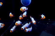 画像3: 【海水魚・クマノミ】【通販】ブラックボーダースノーフレーク（Aグレード） （3匹）±4-5cm(サンプル画像）（生体）(海水魚)（サンゴ） (3)