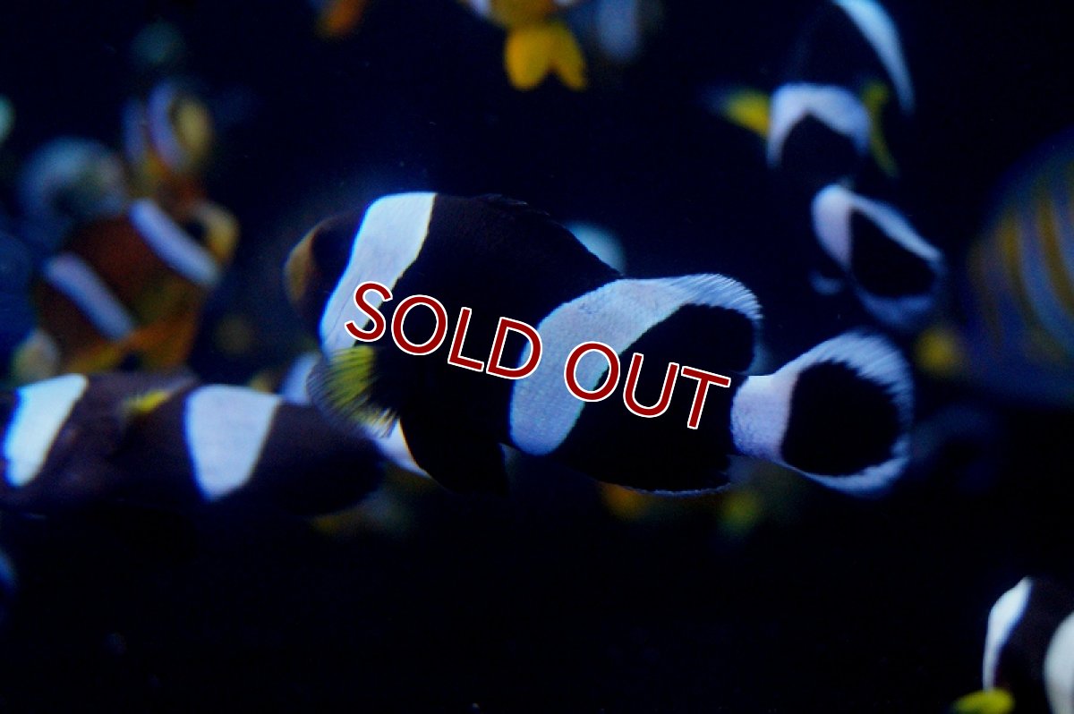 画像3: 【海水魚】ホワイトチップアネモネフィッシュ（3匹）(サンプル画像）（生体）(海水魚)（サンゴ） (3)