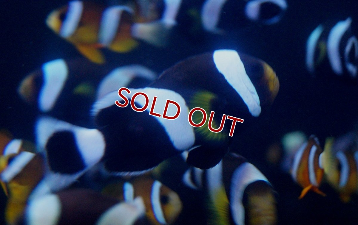 画像2: 【海水魚】ホワイトチップアネモネフィッシュ(1匹)(サンプル画像）（生体）(海水魚)（サンゴ） (2)