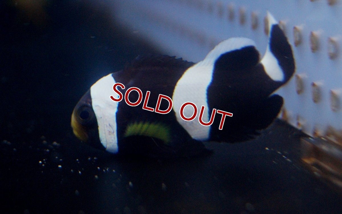 画像4: 【海水魚】ホワイトチップアネモネフィッシュ(1匹)(サンプル画像）（生体）(海水魚)（サンゴ） (4)