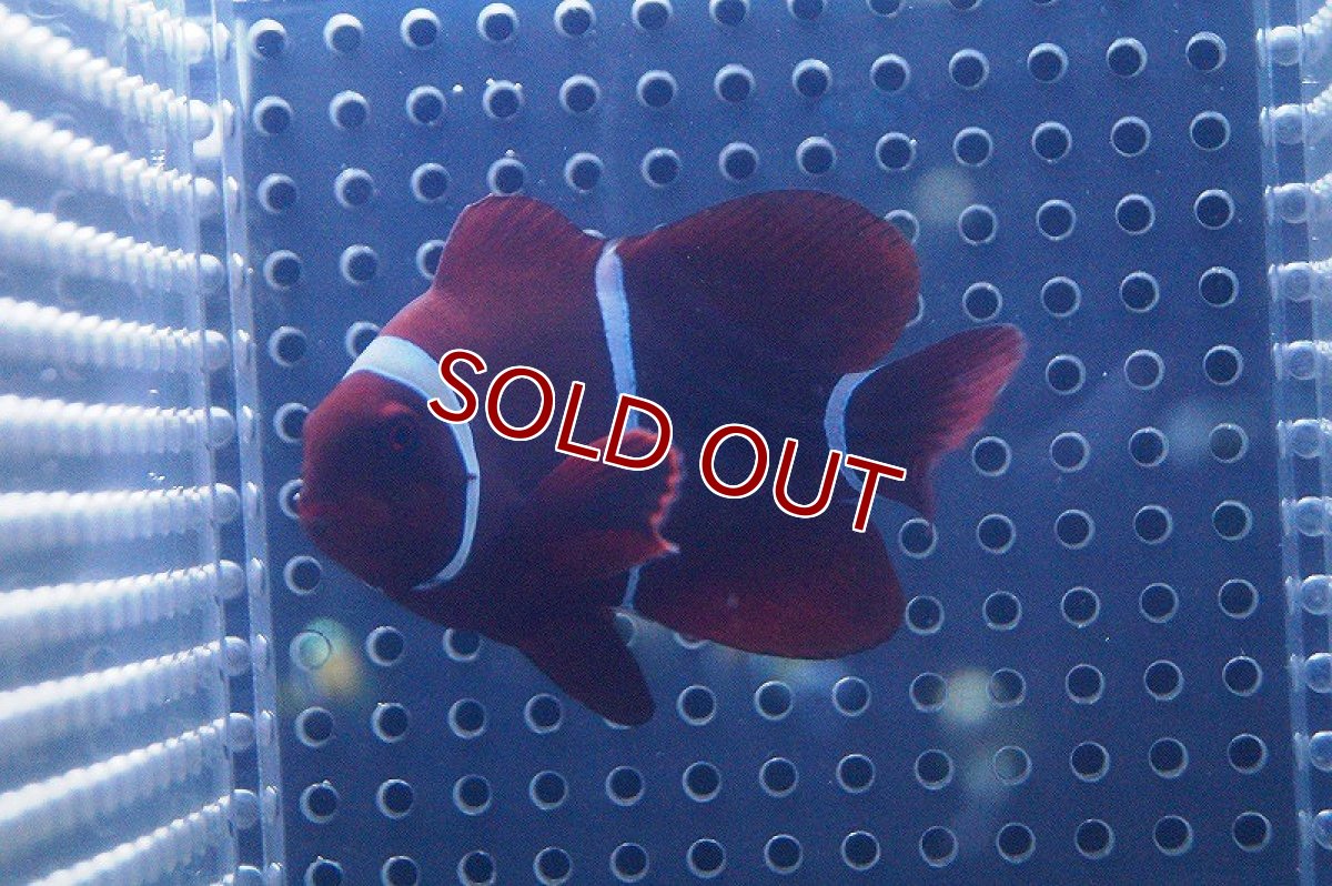 画像2: 【海水魚】スパインチークアネモネフィッシュ(M-MLサイズ)(1匹)6-8cm前後(サンプル画像）（生体）(海水魚)（サンゴ） (2)