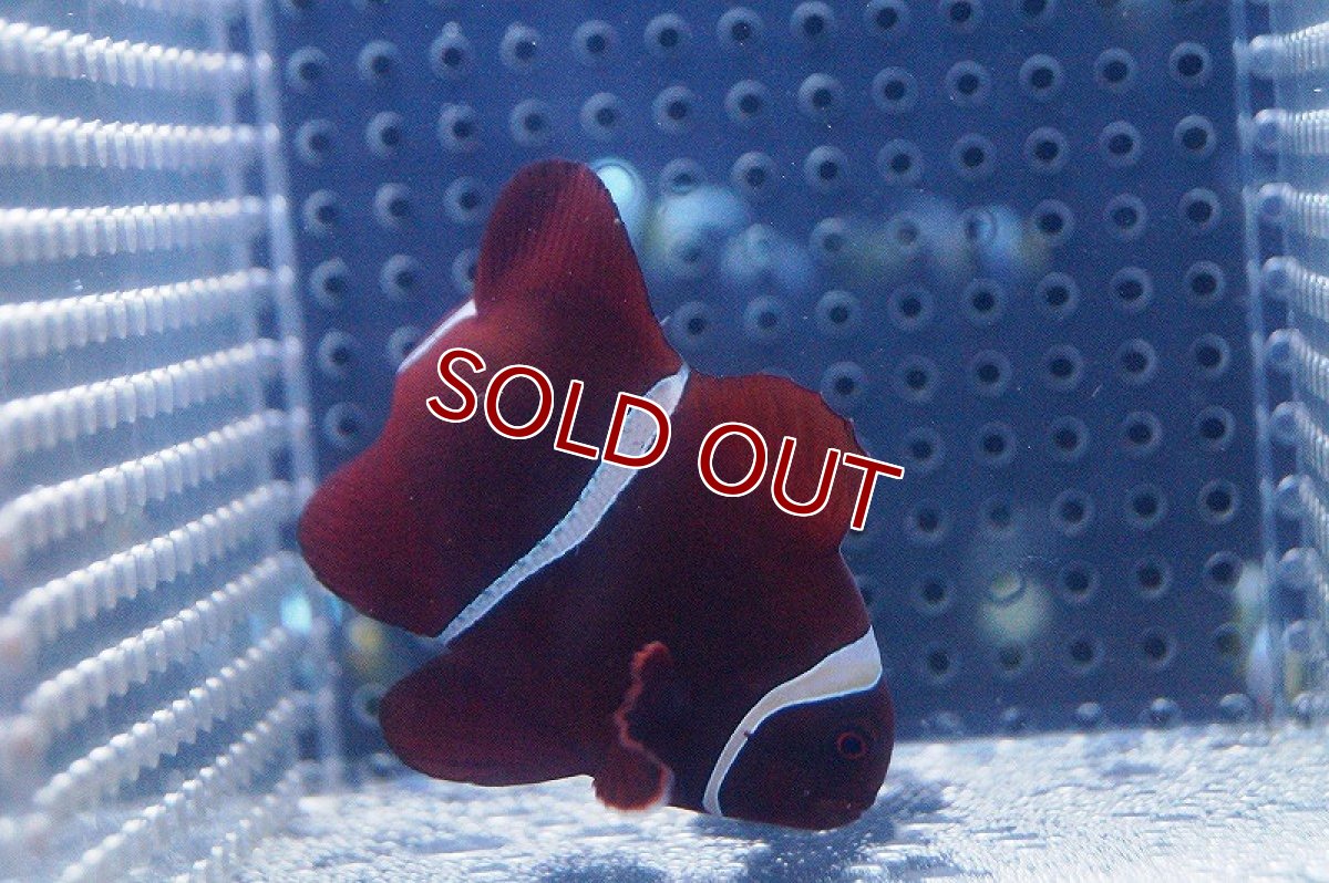 画像3: 【海水魚】スパインチークアネモネフィッシュ(M-MLサイズ)(1匹)6-8cm前後(サンプル画像）（生体）(海水魚)（サンゴ） (3)