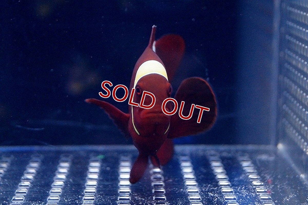 画像2: 【海水魚】スパインチークアネモネフィッシュ(Lサイズ) (1匹)9-11ｃｍ前後(サンプル画像）（生体）(海水魚)（サンゴ） (2)