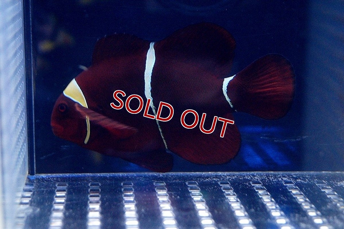 画像3: 【海水魚】スパインチークアネモネフィッシュ(Lサイズ) (1匹)9-11ｃｍ前後(サンプル画像）（生体）(海水魚)（サンゴ） (3)