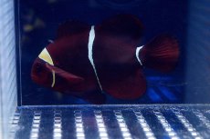 画像3: 【海水魚】スパインチークアネモネフィッシュ(XLサイズ) (1匹)12-13cm前後(サンプル画像）（生体）(海水魚)（サンゴ） (3)