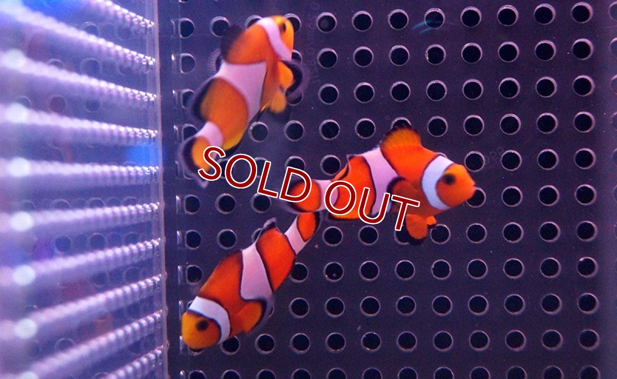 画像2: 【海水魚】カクレクマノミ Sサイズ（3匹）3-5ｃｍ前後(サンプル画像）（生体）(海水魚)（サンゴ） (2)