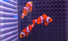 画像2: 【海水魚】【通販】カクレクマノミ Sサイズ（3匹）3-5ｃｍ前後(サンプル画像）（生体）(海水魚)（サンゴ） (2)