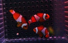 画像3: 【海水魚】カクレクマノミ Sサイズ（3匹）3-5ｃｍ前後(サンプル画像）（生体）(海水魚)（サンゴ） (3)