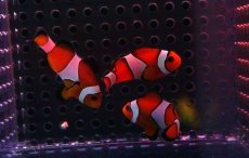 画像3: 【海水魚】【通販】カクレクマノミ Sサイズ（3匹）3-5ｃｍ前後(サンプル画像）（生体）(海水魚)（サンゴ） (3)