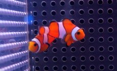 画像1: 【10%OFFクーポン対象商品】【海水魚】【通販】カクレクマノミ Sサイズ(1匹)3-5ｃｍ前後(サンプル画像）（生体）(海水魚)（サンゴ） (1)