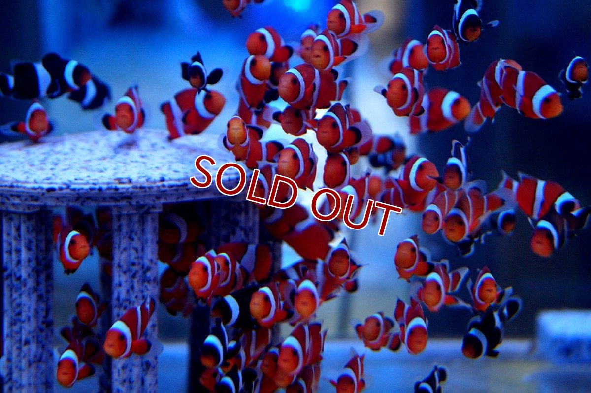 画像2: 【海水魚】ブリード・カクレクマノミ Sサイズ (1匹) 3-4cm前後(サンプル画像）（生体）(海水魚)（サンゴ） (2)