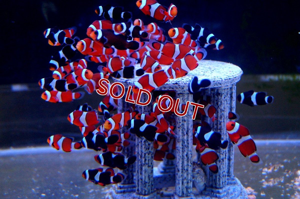 画像3: 【10%OFF対象商品30周年セール】【海水魚】ブリード・カクレクマノミ Sサイズ （3匹） 3-4cm前後(サンプル画像）（生体）(海水魚)（サンゴ） (3)