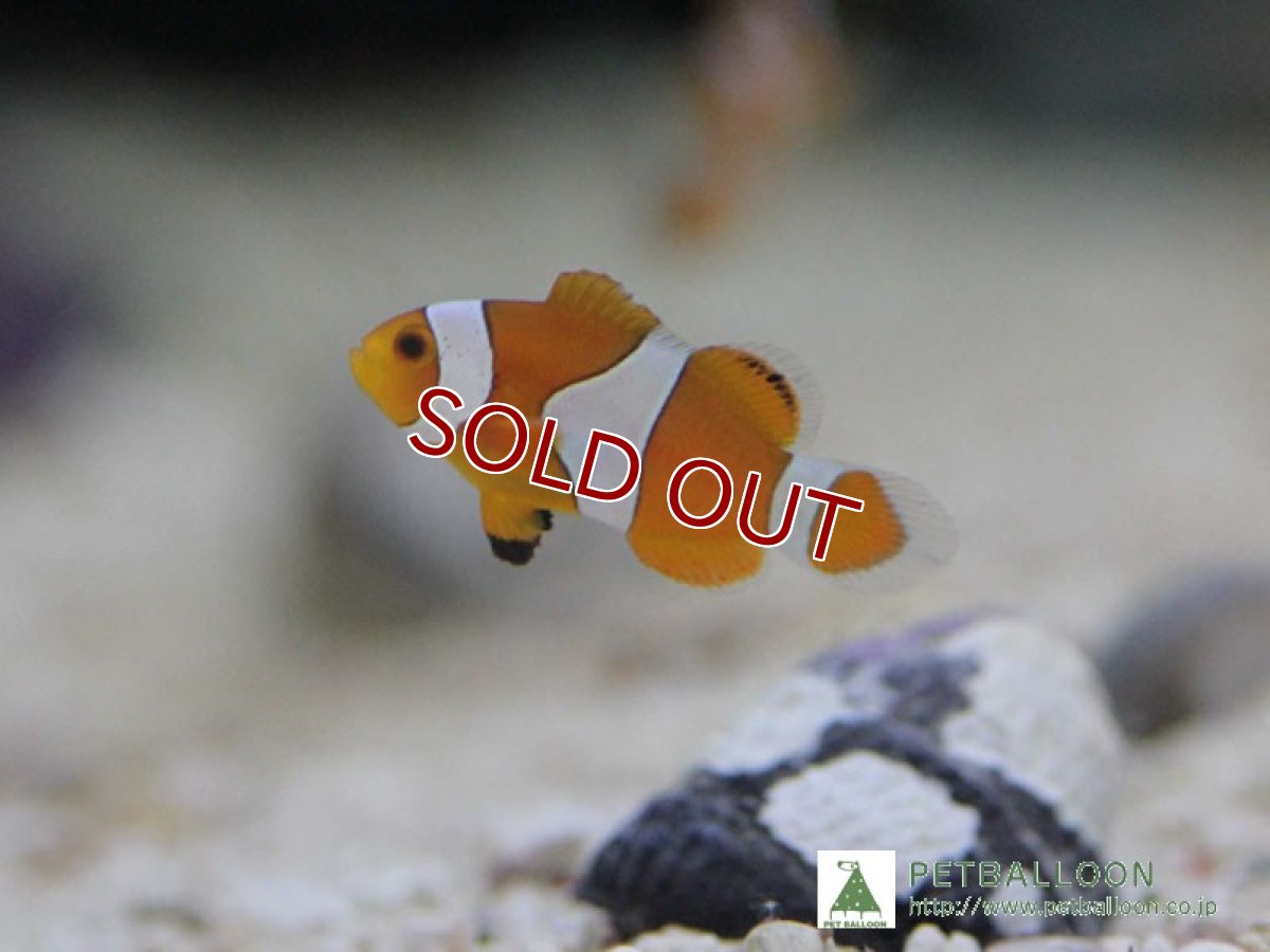 画像4: 【10%OFF対象商品30周年セール】【海水魚】ブリード・カクレクマノミ Sサイズ （3匹） 3-4cm前後(サンプル画像）（生体）(海水魚)（サンゴ） (4)