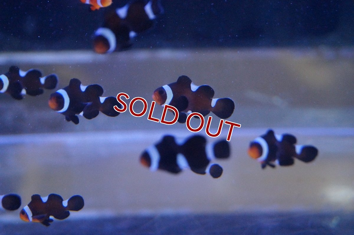 画像2: 【海水魚】イレギュラーバンド ブラックオセラリス（3匹）±2.5-3cm前後(サンプル画像）（生体）(海水魚)（サンゴ） (2)