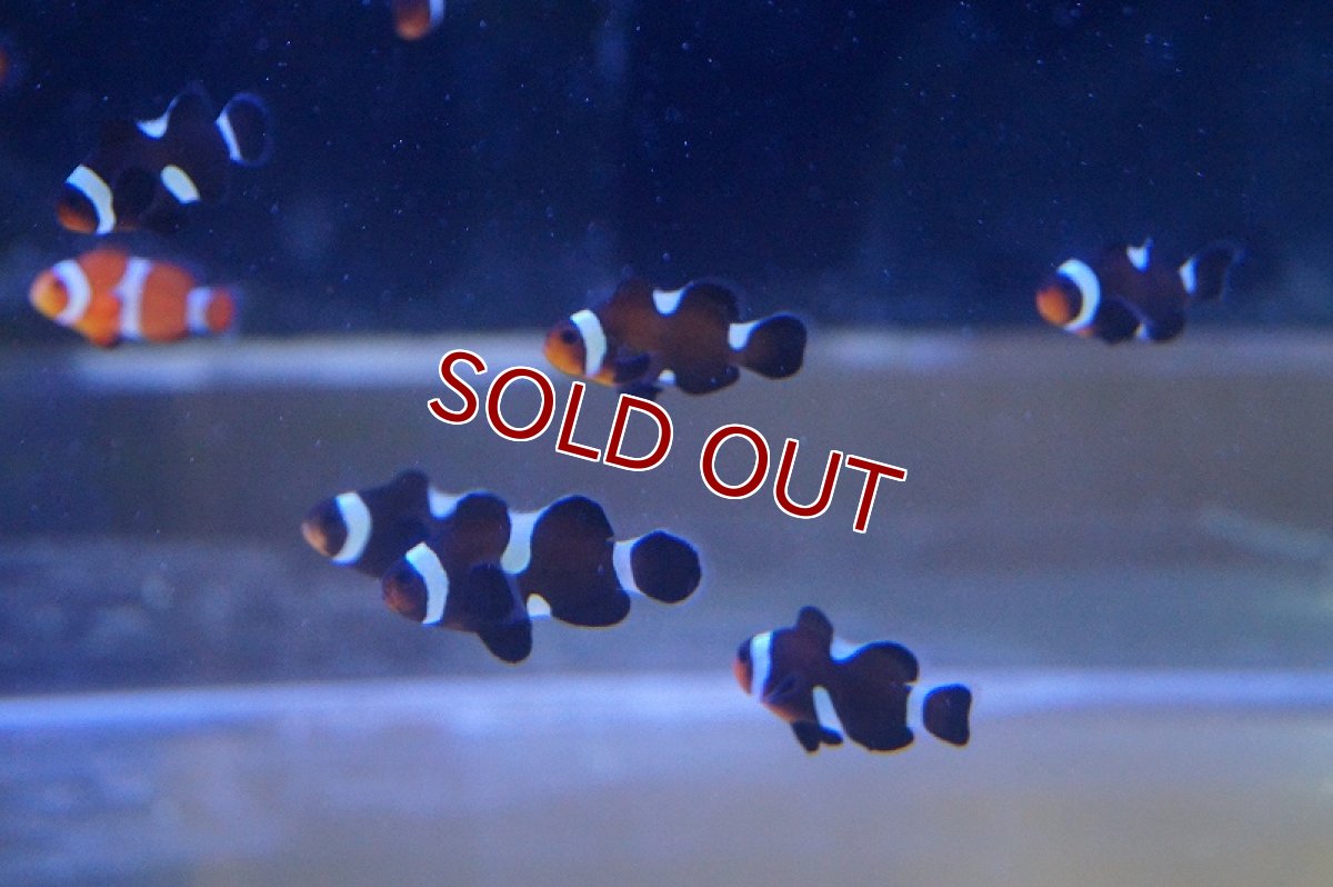 画像3: 【海水魚】イレギュラーバンド ブラックオセラリス（3匹）±2.5-3cm前後(サンプル画像）（生体）(海水魚)（サンゴ） (3)